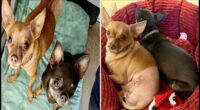 Chihuahua with one eye found wandering Leicester alone finds forever home with new best friend