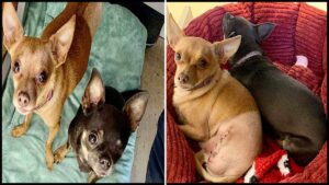 Read more about the article One-Eyed Chihuahua Finds Forever Home with New Best Friend