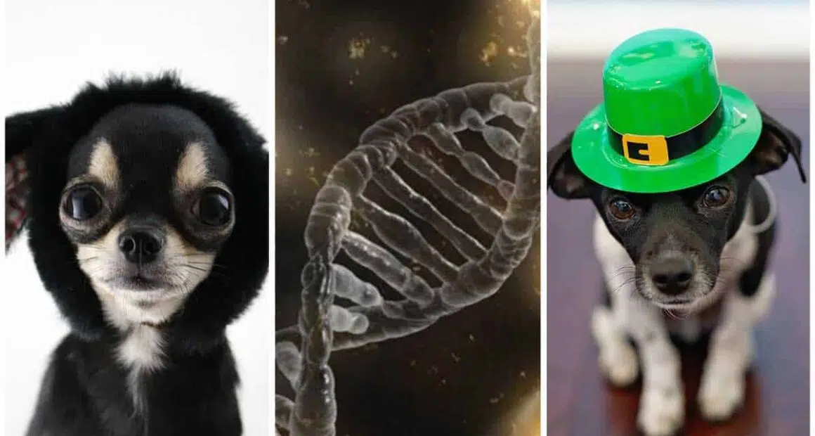 DNA affirms old Asian cause for American dogs 1
