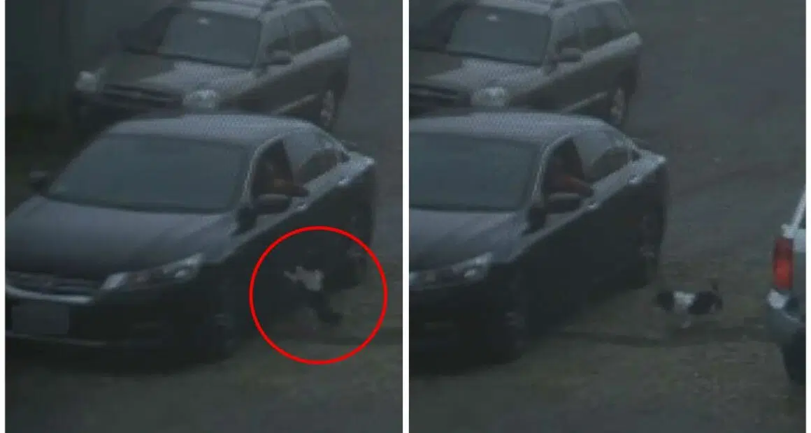 Dog Doesnt Know Hes Dumped Thinks Owner Forgot Him By Mistake and Runs After Car