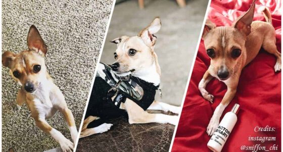 Experiences from Sniff von Chi the Chihuahua