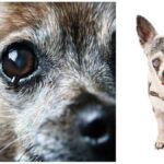 Eye Problems in Chihuahuas