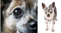 Eye Problems in Chihuahuas