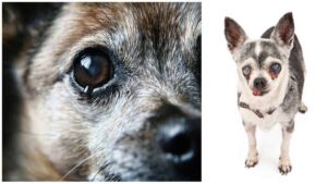 Read more about the article Eye Problems in Chihuahuas