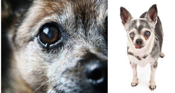 Eye Problems in Chihuahuas