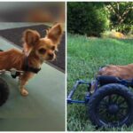 Finch, the Tiny Chihuahua with Special Needs