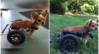 FINCH THE TINY CHIHUAHUA WITH SPECIAL NEEDS