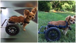 Read more about the article Finch, the Tiny Chihuahua with Special Needs