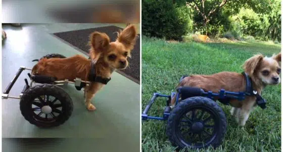 FINCH THE TINY CHIHUAHUA WITH SPECIAL NEEDS