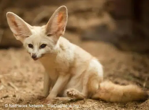 Fennec fox ear flare Pl Chi History