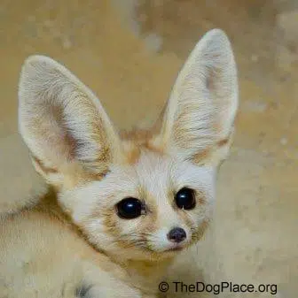Fennec fox muzzle Pl Chihuahua history