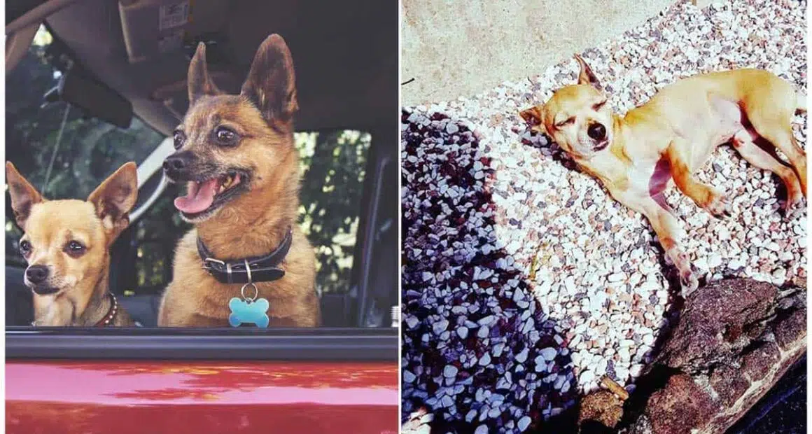 Heres Exactly What Happens To The Body Of A Dog Left In A Hot Car