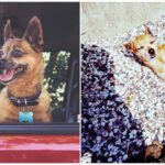 Here’s What Happens To a Dog Left in a Hot Car