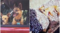 Heres Exactly What Happens To The Body Of A Dog Left In A Hot Car