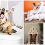 How I Potty-Trained my Impossible Chihuahua