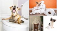 How I Potty Trained my Impossible Chihuahua