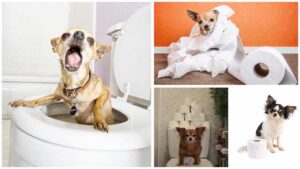 Read more about the article How I Potty-Trained my Impossible Chihuahua