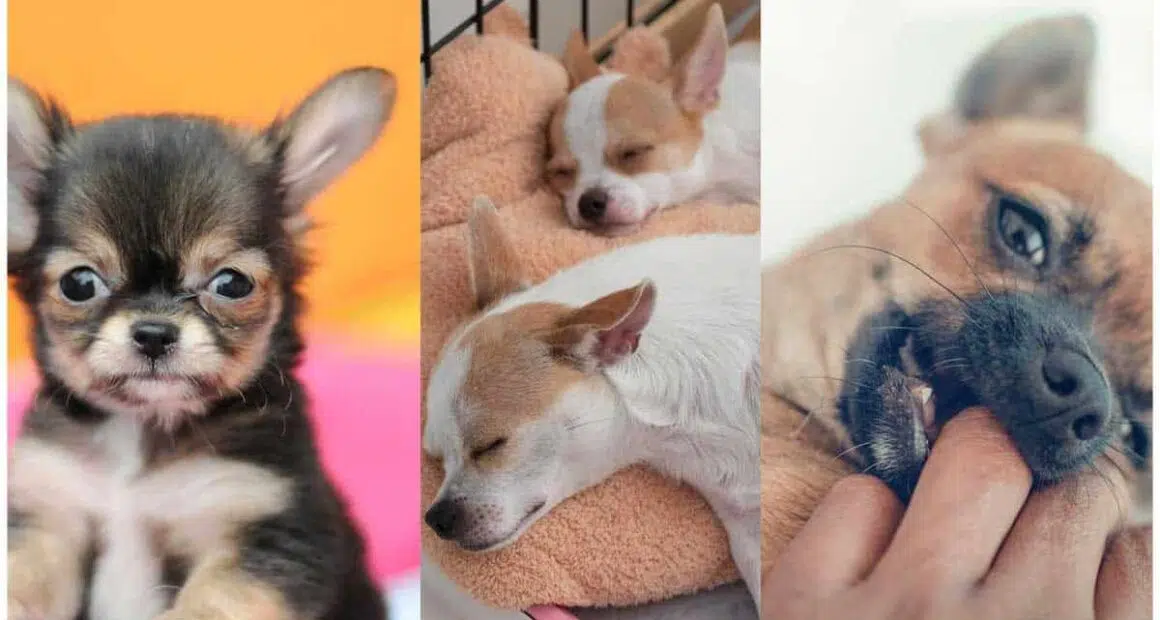 How Many Puppies Do Chihuahuas Have in a Litter Usually