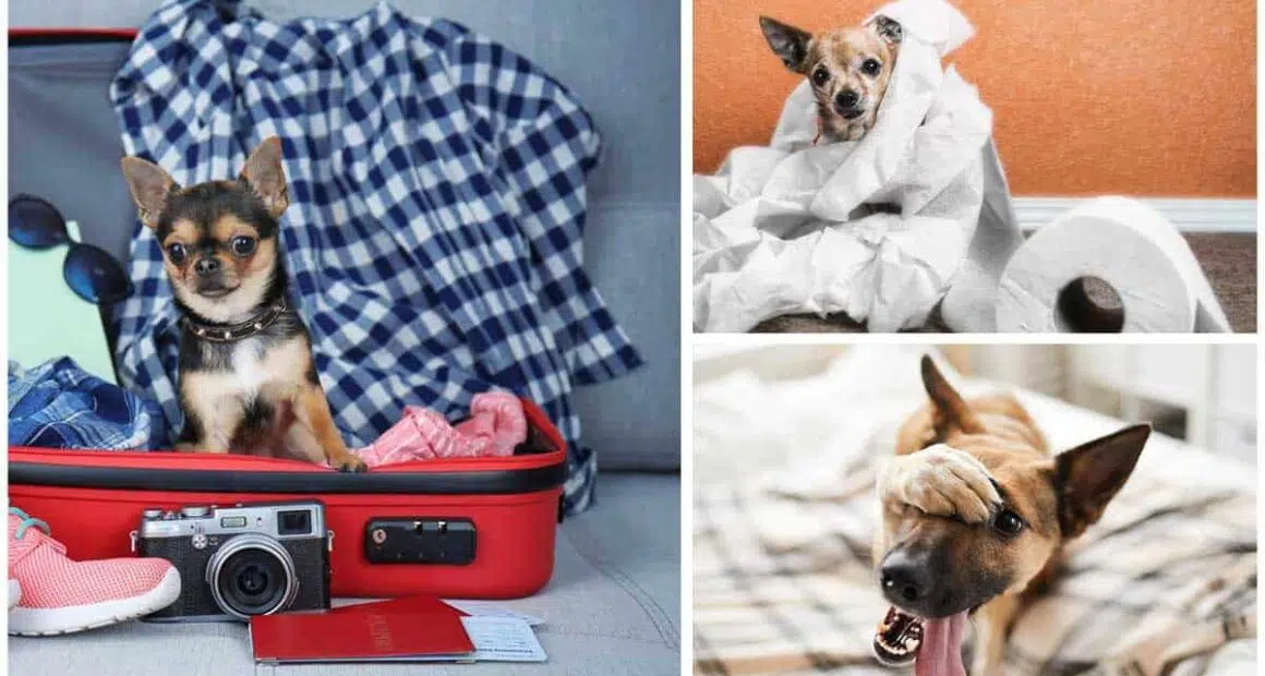 How the tiny Chihuahua can lead to a gigantic repair bill for home owners