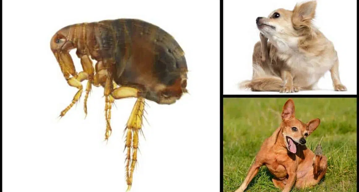 How to Get Rid of Fleas