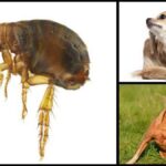 How to Get Rid of Fleas in Chihuahuas