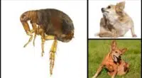 How to Get Rid of Fleas
