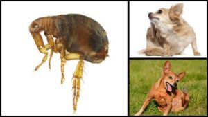 Read more about the article How to Get Rid of Fleas in Chihuahuas