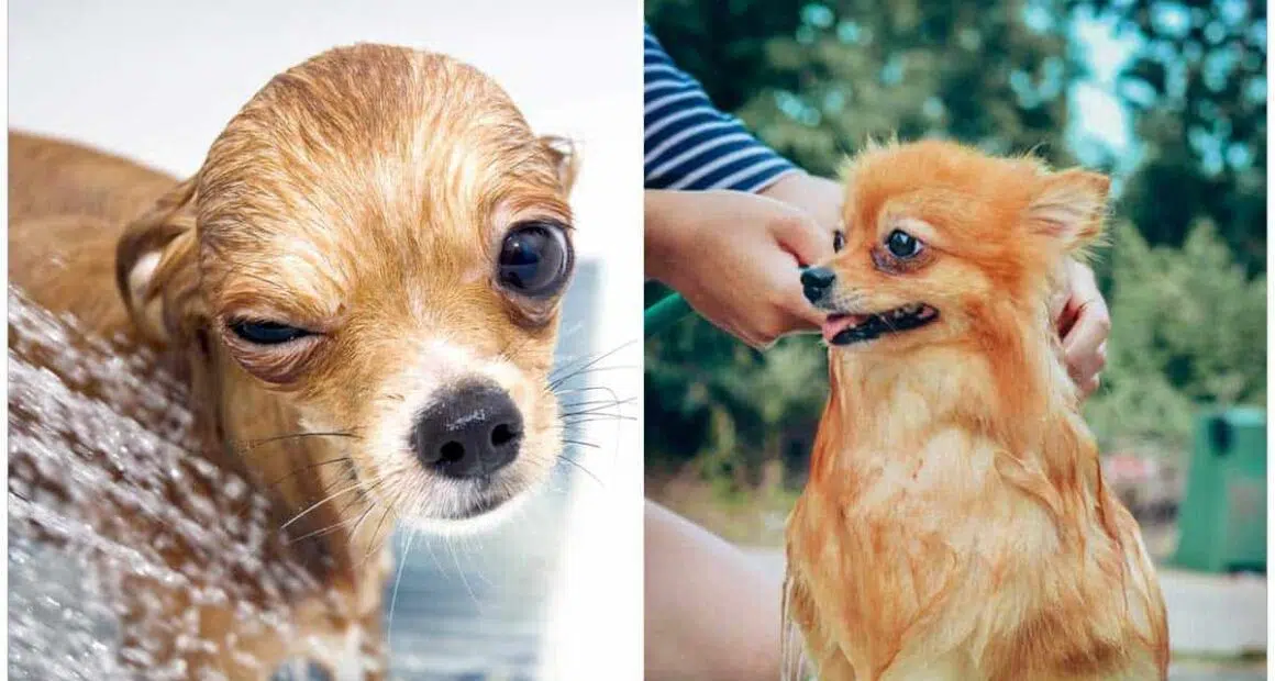 How to Keep Your Chihuahuas Skin and Coat Healthy