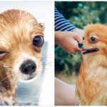 How to Care for Your Chihuahua’s Skin & Coat