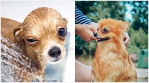 Read more about the article How to Care for Your Chihuahua’s Skin & Coat