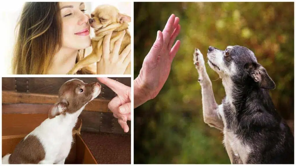 Friendly Chihuahua puppy socializing with people