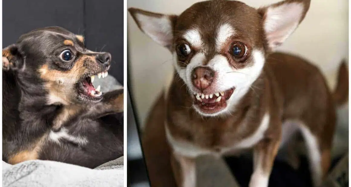 How to Train Your Chihuahua Dog to Not Be Aggressive