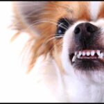 How to Train Your Chihuahua Not to Growl