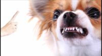 How to Train Your Chihuahua Dog to Not Growl
