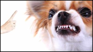 Read more about the article How to Train Your Chihuahua Not to Growl