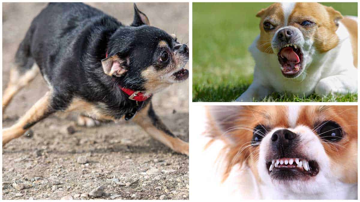 How to Train a Chihuahua to Stop Barking