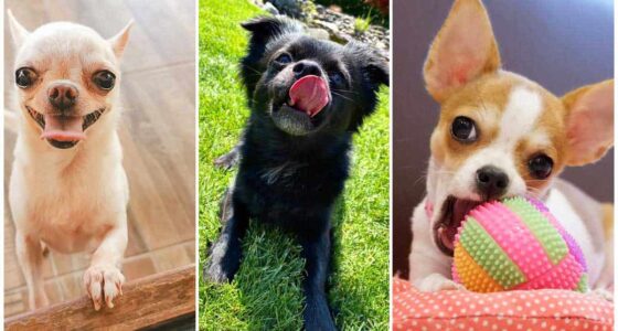 How to calculate your dogs real age