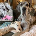 Best Friends: Chihuahua Puppy and Blind Great Dane