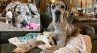 LITTLE AND LARGE Adorable snaps show off unlikely friendship between puppy chihuahua and blind Great Dane 1