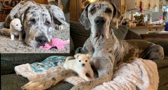 LITTLE AND LARGE Adorable snaps show off unlikely friendship between puppy chihuahua and blind Great Dane 1