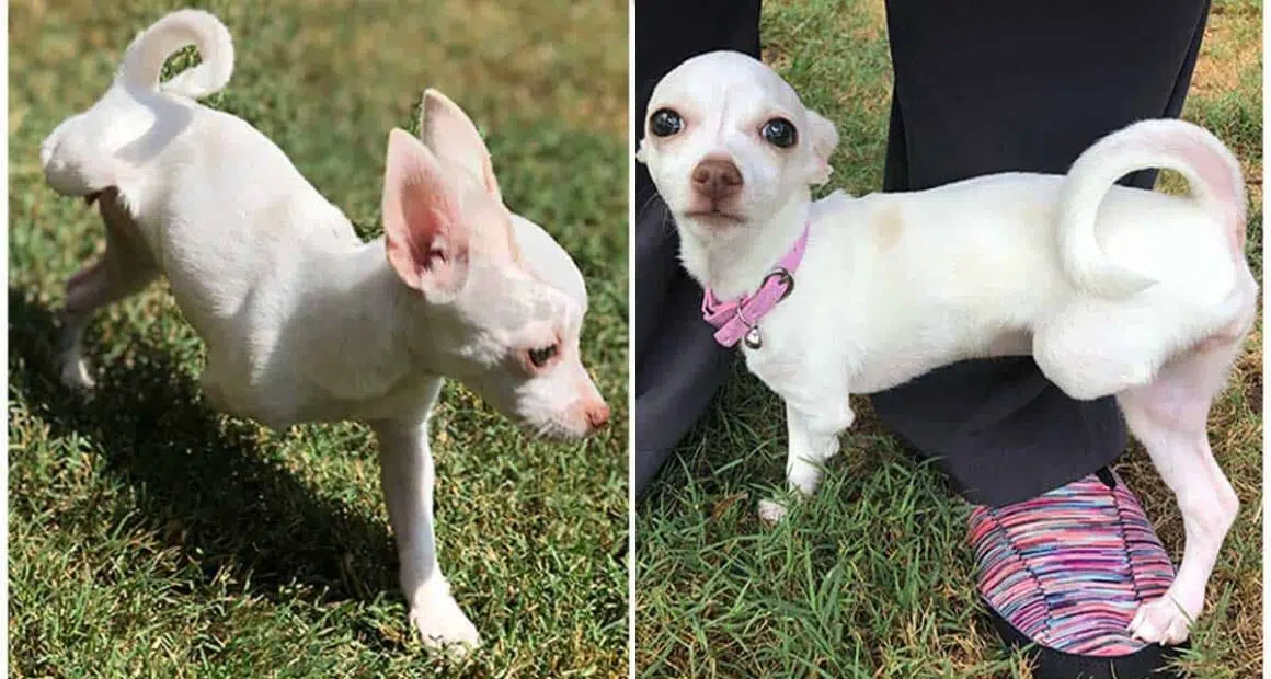 Minuscule Chihuahua gets enormous assistance