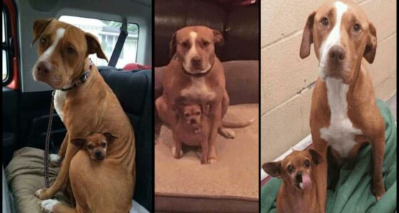 No Thats Not A Second Head Growing Out Of A Pit Bull – Its Her Chihuahua Best Friend