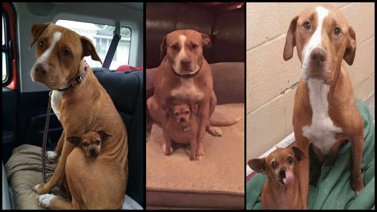 Read more about the article Sweet Pitbull and Her Chihuahua Best Friend