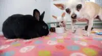 Office bunny with Chihuahua companion