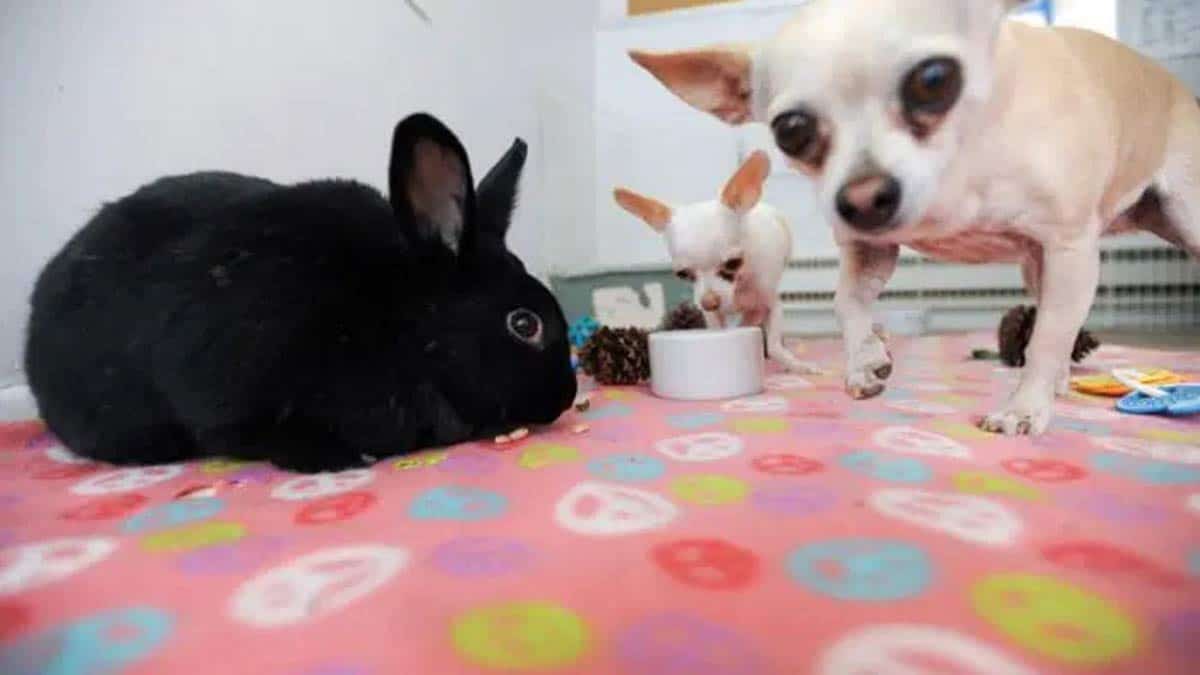 Read more about the article Office Bunny and her Chihuahua Friend