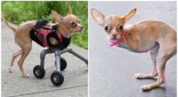 New Wheels for Chispi: Finally learned to Run 2 One Chihuahua Finally Knows What Is Like to Run