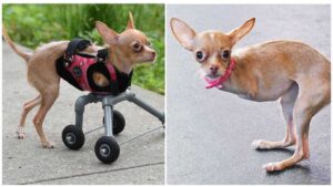 Read more about the article New Wheels for Chispi: Finally learned to Run