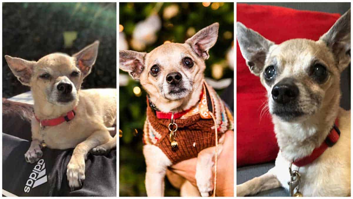 Only Love For A Senior Chihuahua 0241