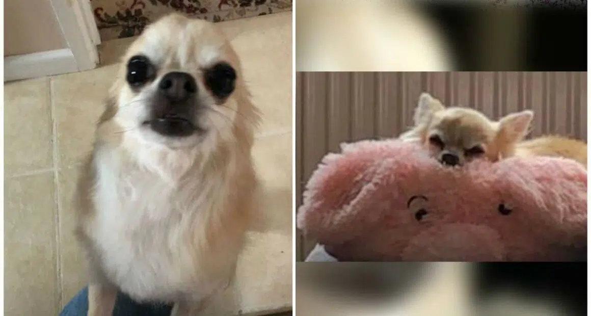 Owners hope after dog ran off with pet Chihuahua in mouth