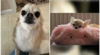 Dog 'Ran Off with Chihuahua in his Mouth' 2 Owners hope after dog ran off with pet Chihuahua in mouth